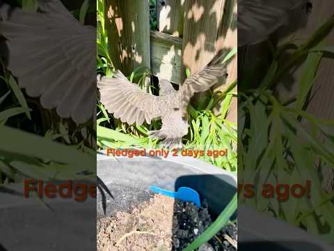 Baby Robin Update: My ”toddler” robin showed up 2 Days After Fledging #babyrobins #robin #birds