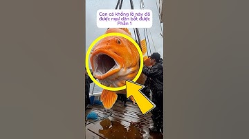 [P.1] Con cá khổng lồ này đã được ngư dân bắt được #shorts