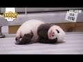 아기 판다 푸바오 태어나 처음 바깥 세상 만나던 날ㅣBaby Panda Came Out To The World For The First Time