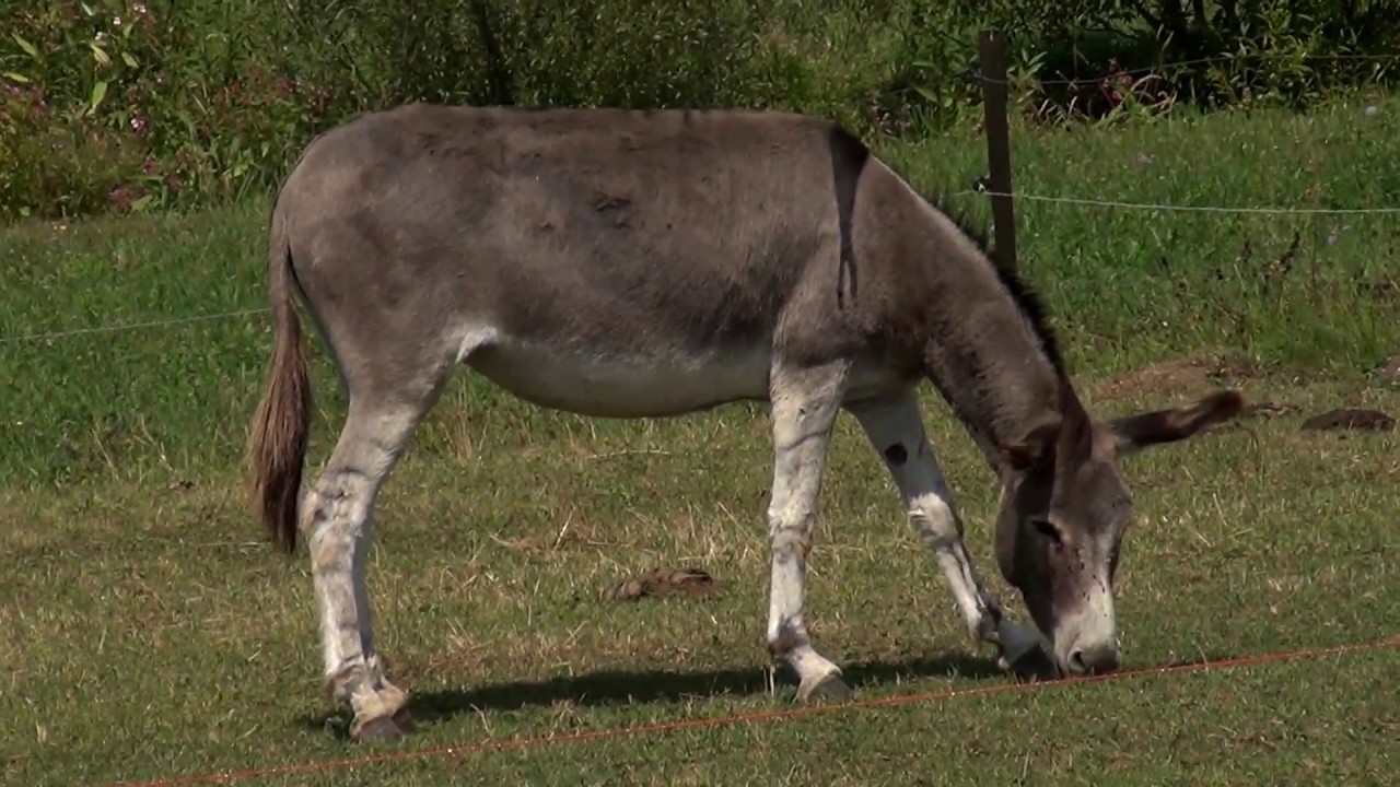 Donkey - Equus asinus (Linnaeus, 1758)