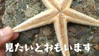 干しあがったヒトデを海水においてたらどうなるんやろ