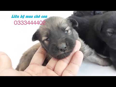 Bán Chó Becgie Con Lai Lông Xù Như Gấu Con Dễ Thương