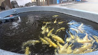 成田養魚園を訪問しました