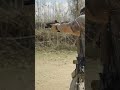 MK18 vs Everything Else… Then I Added the Glock 17 Gen 6
