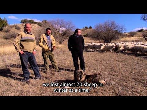 კავკასიური ნაგაზი მგლის წინააღმდეგ