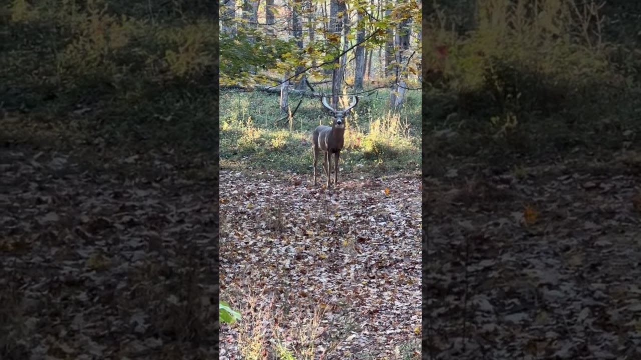Famous back flip !! 618-771-3992 #deer #wildlife
