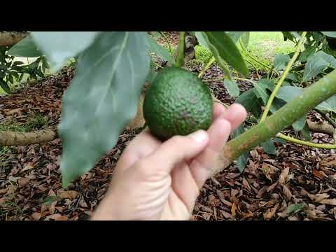 Video: Recolección de aguacate: cómo saber si un aguacate está maduro