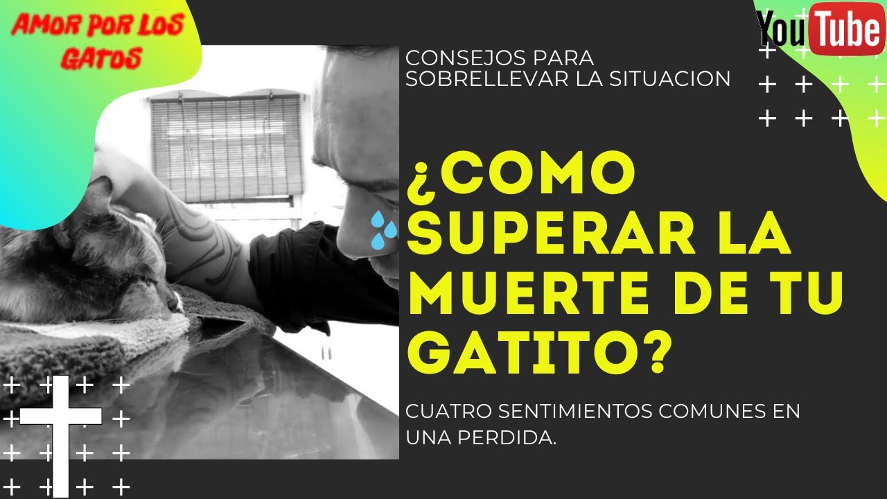 Como superar la muerte de tu gatito? 😿 - YouTube