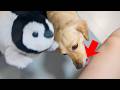 When I gave a cute stuffed animal to a cute dog, its reaction was...【Dachshund dog】