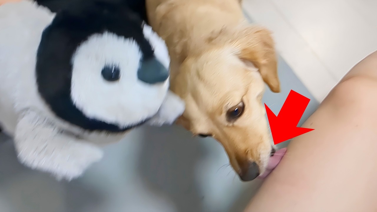 When I gave a cute stuffed animal to a cute dog, its reaction was...【Dachshund dog】