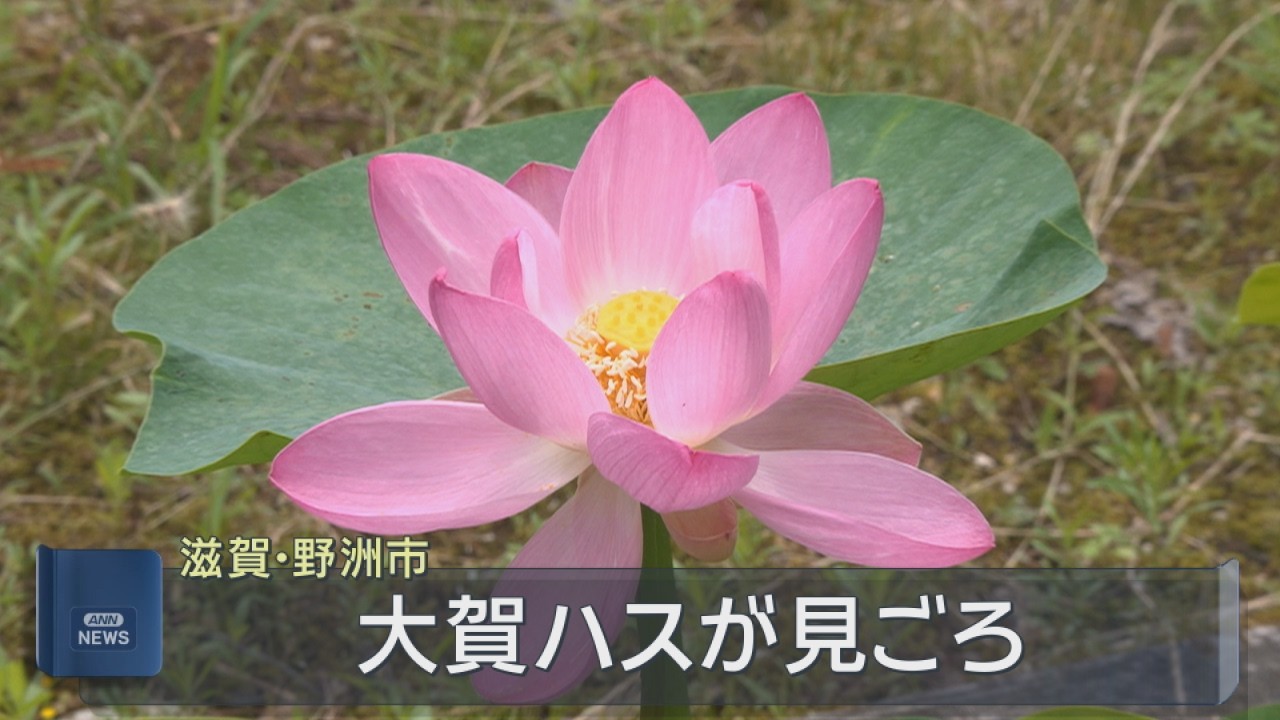 2000年以上前のものとみられる種から…「大賀ハス」が見ごろ 滋賀
