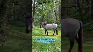 Tarpan #ancientanimals