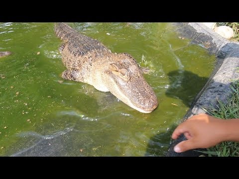 alligators miami ALLIGATORS IN MICHIGAN!