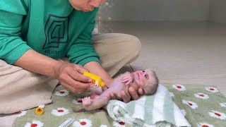 Mom Apply Betadine To Clean C0rd For Poor Baby Monkey After Bath