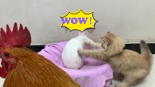 The kittens tamed the rabbit! The cock was shocked! funny animal videos, The happy life of animals