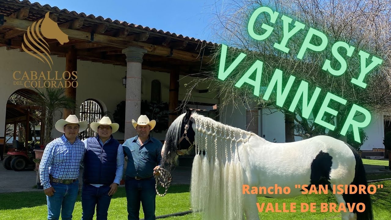 Caballo Gyspy Vanner - Valle de Bravo (Rancho San Isidro)