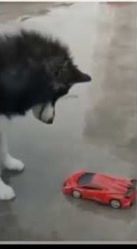 optimum pride | funny videos #dog #shorts