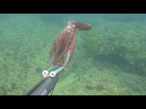 pesca sub: operazione freezer aprile 2018, spearfishing