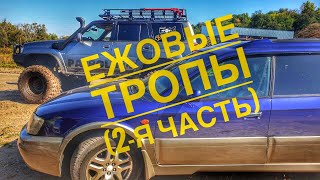 🔴Все Ли Доберутся До Финиша? 🏁 Ежовые Тропы (2-Я Часть)