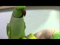わさびっちょは~、みどり!