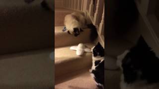Flutter Bug Cat Toy