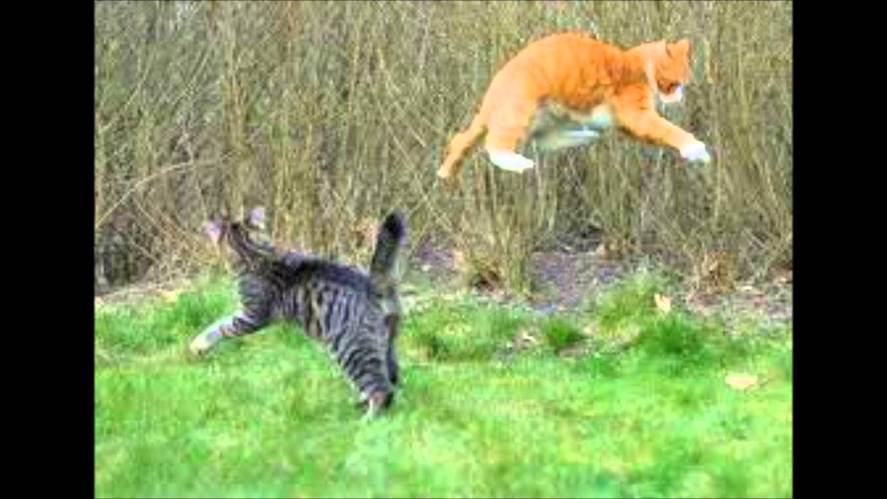 A tribute to tough cats YouTube