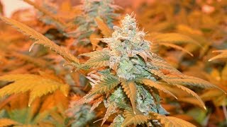 Pix Of The Crop 09.01.15