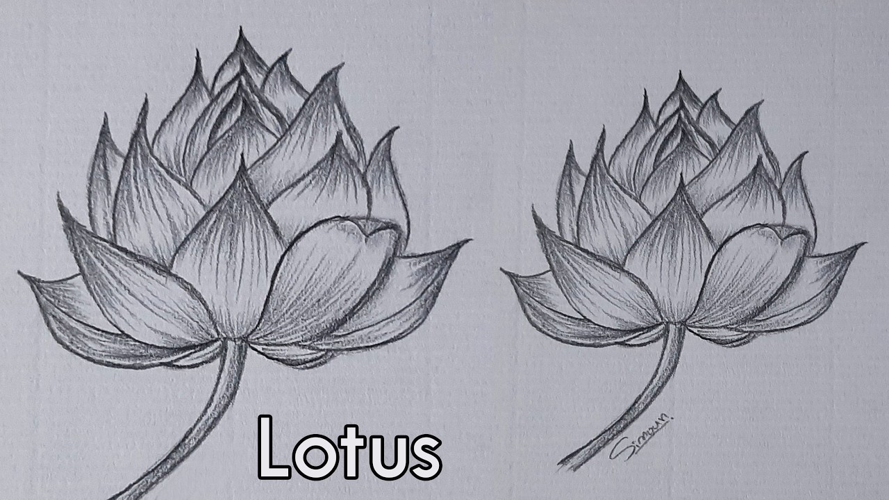 How To Draw Lotus Step By Step How to Draw Lotus step by step / Lotus pencil sketch - YouTube