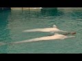 belugas, dolphinarium Troy, 2015