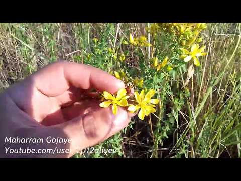 Video: Marjoram Bitki Yoldaşları: Marjoram üçün Yoldaş Bitkilər haqqında məlumat əldə edin