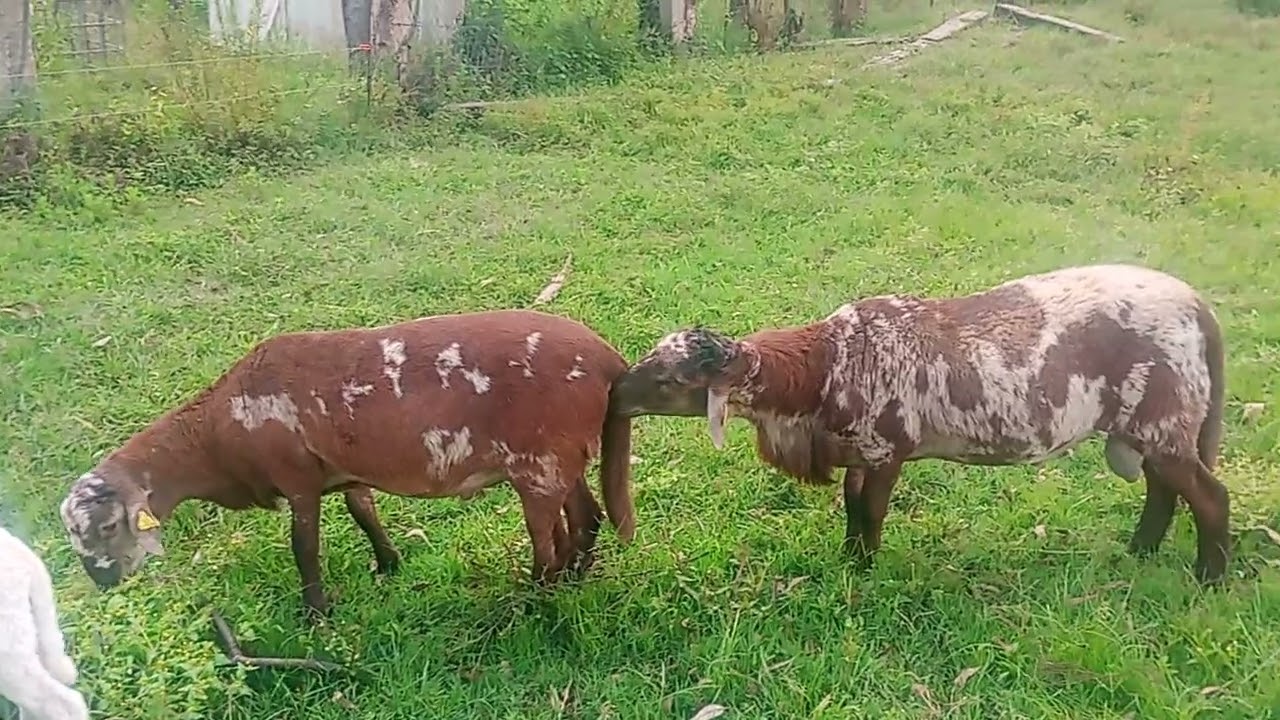 Ya la agarro el borrego   amigos 😀