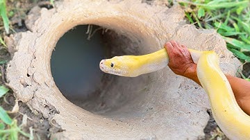 Unbelievable Fishing Technique - Amazing Fishing Using A Snake To Catch Fish in Hole