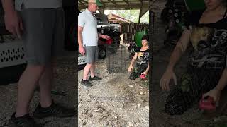 Making a brooder box with a crate and some chicken wire