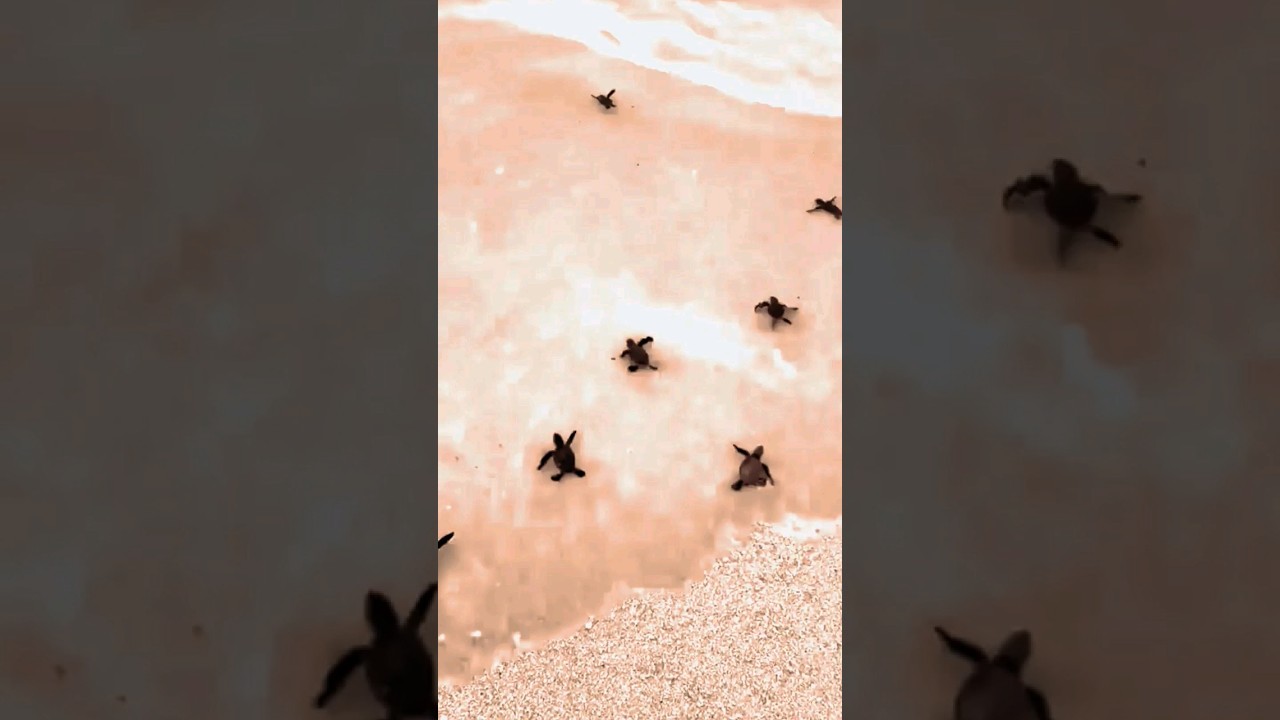 Voyage of the Baby Turtles 🌊🐢 