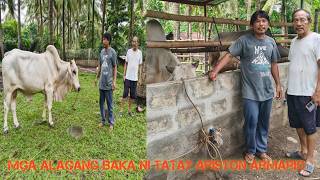 Mga Alagang Baka ni Tatay sa Sariaya Quezon!