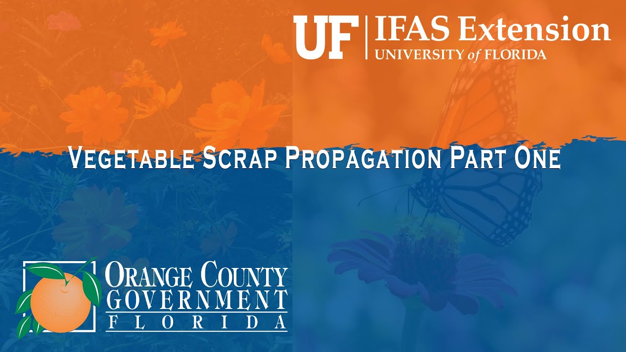 Extension Solutions | Vegetable Scrap Propagation Part One - YouTube