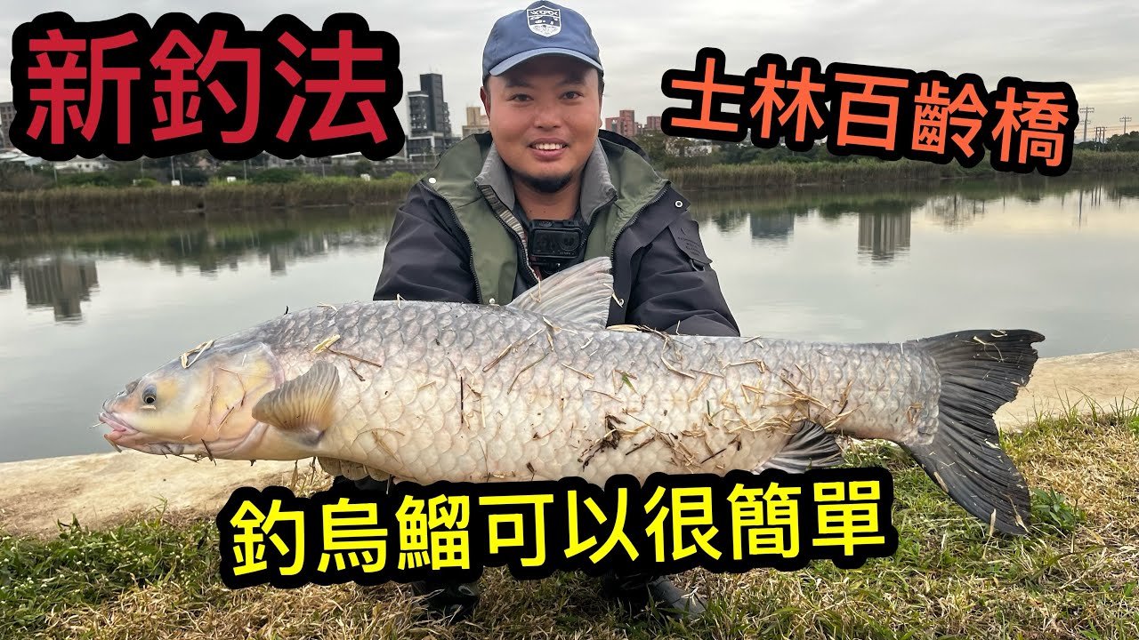 用新方法原來釣烏鰡這麼簡單  輕鬆聊天等大凹 最省錢釣法 飼料行玉米粒 #烏鰡 #沉底 #士林 #玉米 #海男釣魚頻道 