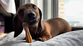 Mini dachshund enjoys some Irish weather