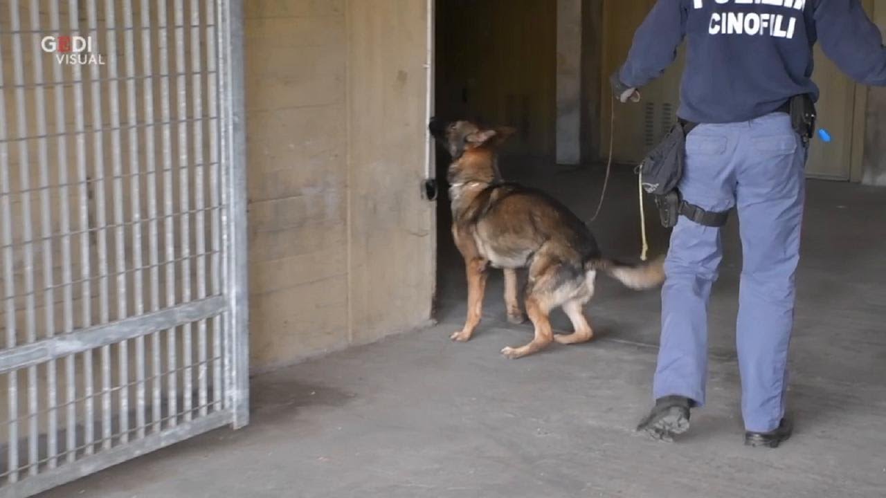 Blitz della polizia a Lunetta con i cani antidroga