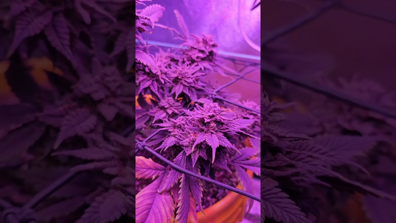 Week 7 of FLOWER [BIG BUD FERTILIZER REVIEW]
