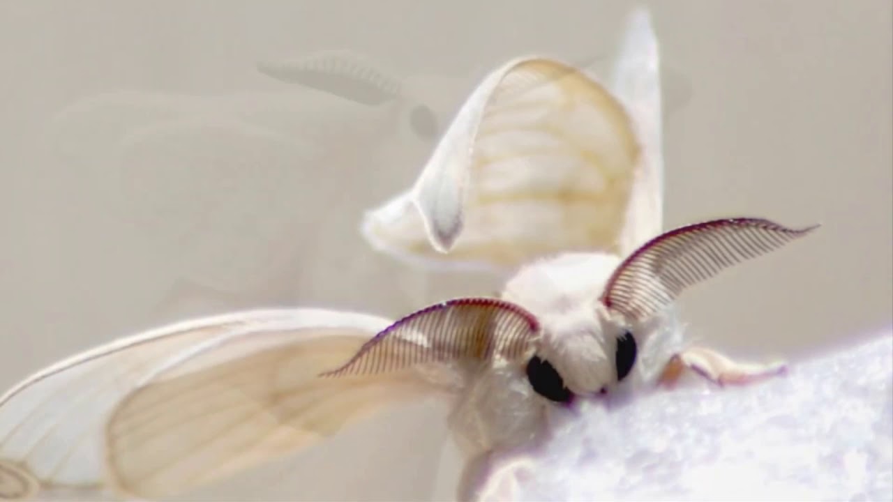 S̶o̶m̶e̶ ̶m̶o̶t̶h̶s̶ ̶a̶r̶e̶ ̶c̶u̶t̶e̶