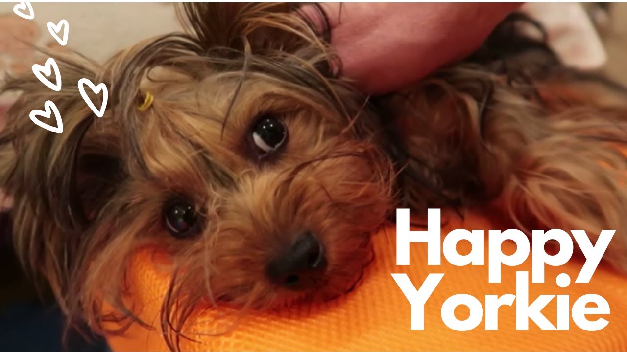 happy yorkie