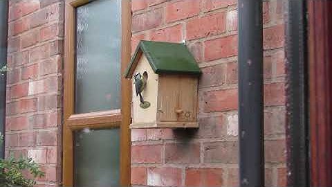 Blue Tit Entering a Nest Box at Our Office