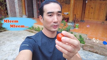 Sớm tinh mơ hòa mình vào cuộc sống người H` MÔNG, tại làng DLCĐ MÔNG,  PẢ VI - MÈO VẠC - HÀ GIANG.