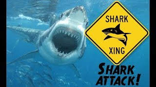 Serial Great White Sharks Or Rogue Shark? Serial Great White Sharks Or Rogue Shark?