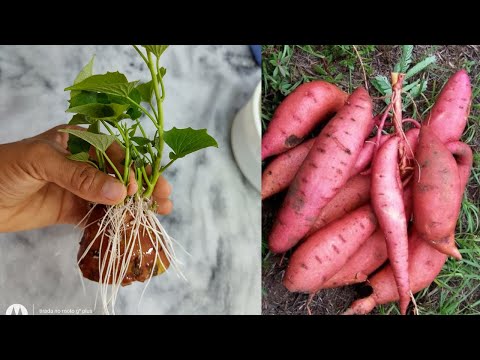 Vídeo: Aprèn quan i com cultivar plantes de patata