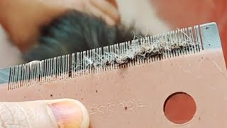 flea removal part 🐈3