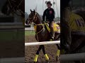 That #BreedersCup saddle towel looks good on you Ushba Tesoro! 🇯🇵