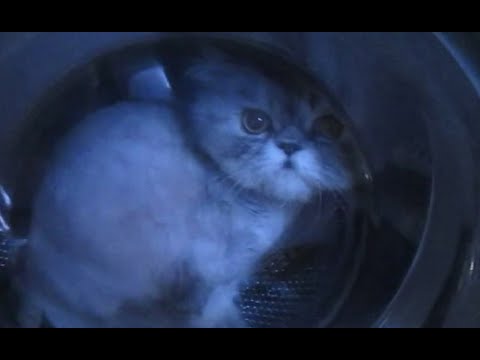 Кота тошнит в машине