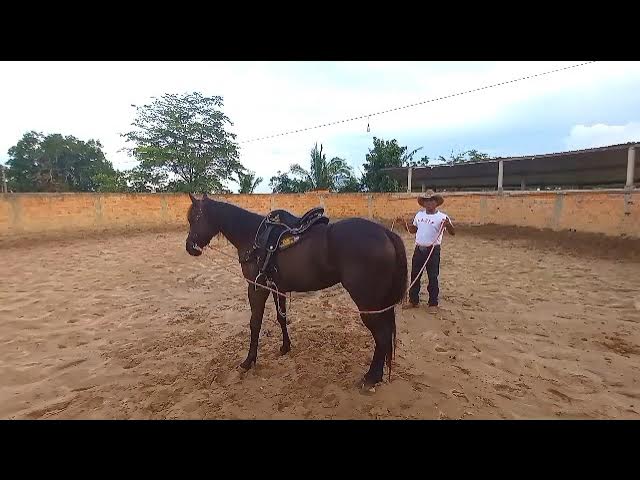 ENSINANDO meu CAVALO a PULAR a CERCA 